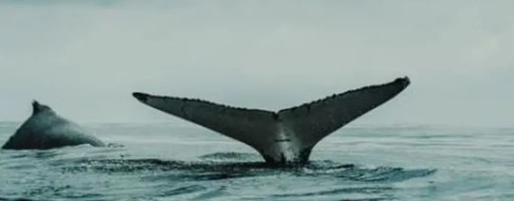 Visit the world of whales