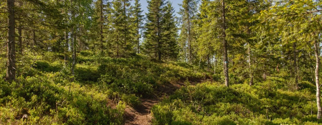 When in Norway: Refreshing hike in the forest ouside of Oslo