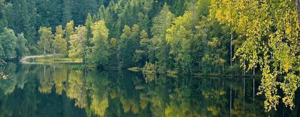 When in Norway: Refreshing hike in the forest ouside of Oslo