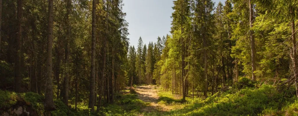 When in Norway: Lake Walk, Cozy Campfire and Norwegian Treats
