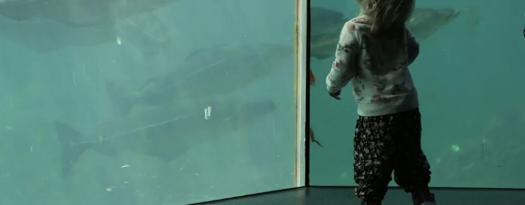 Aquarium and experiences in Ålesund 