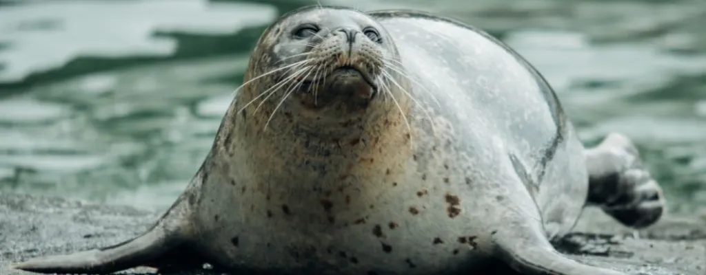 Aquarium and experiences in Ålesund 