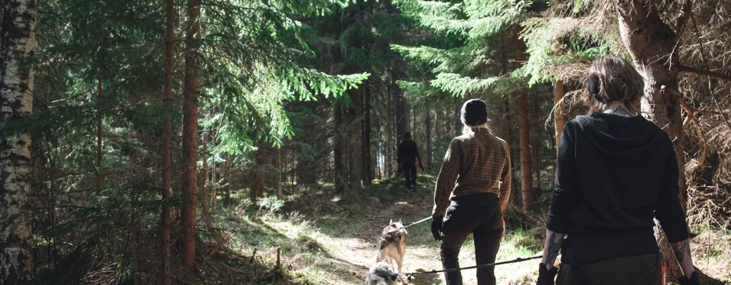 Husky-Hiking - hike in swedish nature with a racing dog!