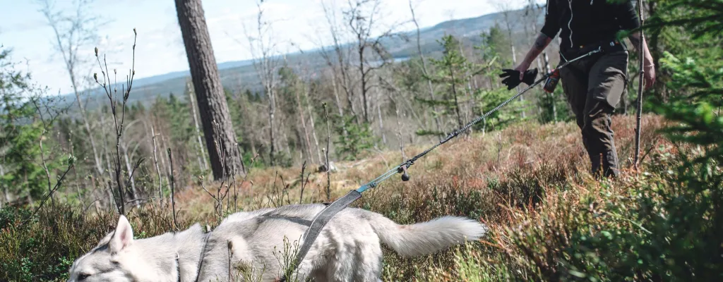 Husky-Hiking - hike in swedish nature with a racing dog!
