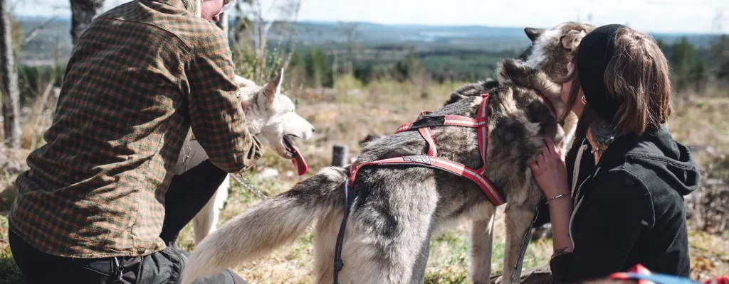 Husky-Hiking - hike in swedish nature with a racing dog!
