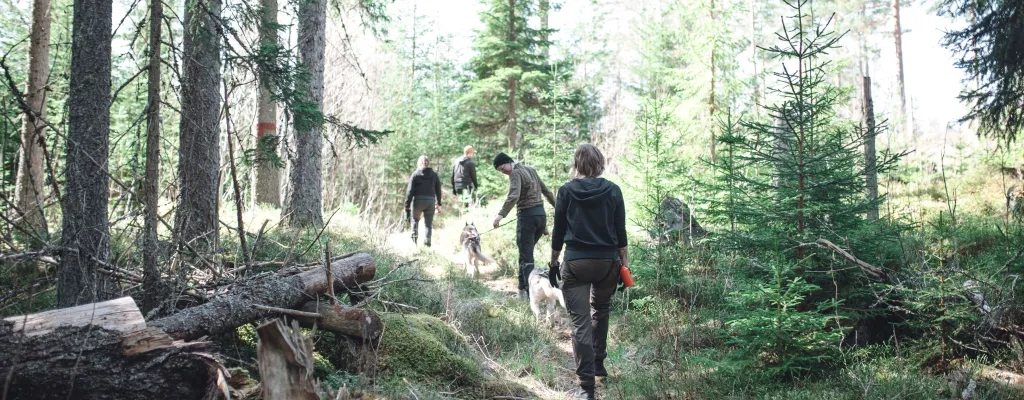 Husky-Hiking - hike in swedish nature with a racing dog!