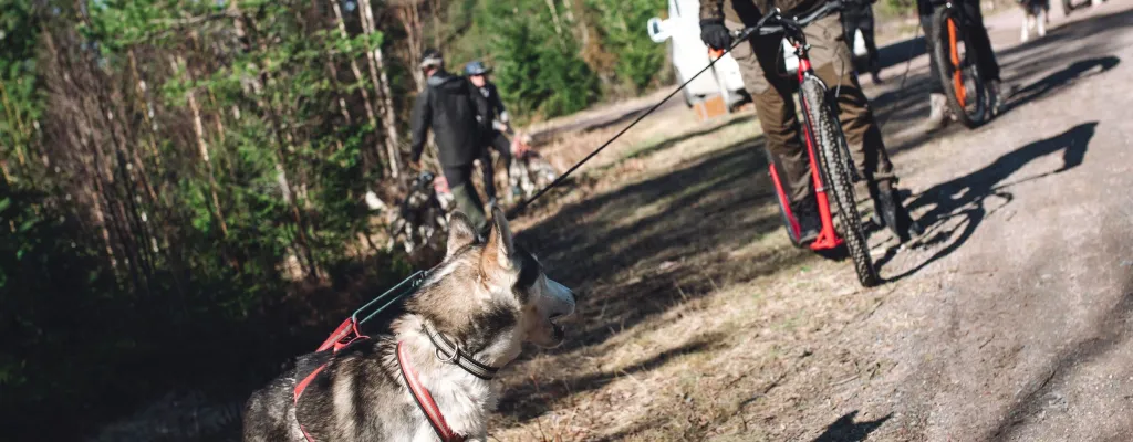 Dog scootering - a adventure awaits!