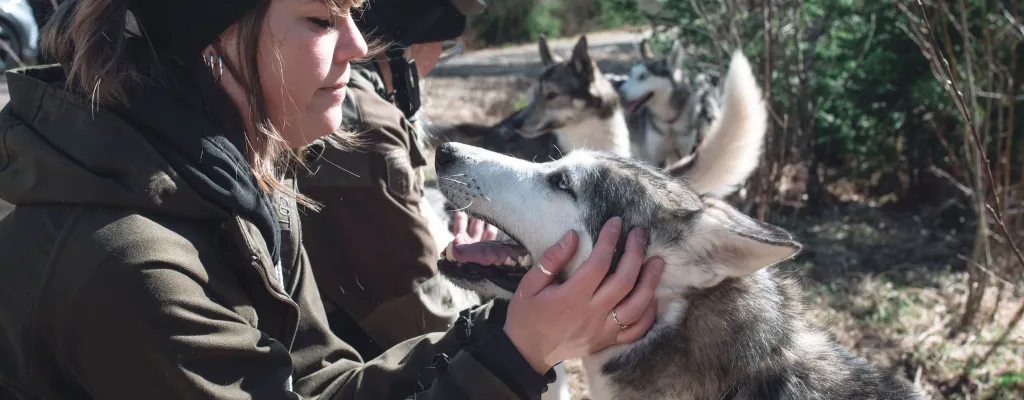 Dog scootering - a adventure awaits!