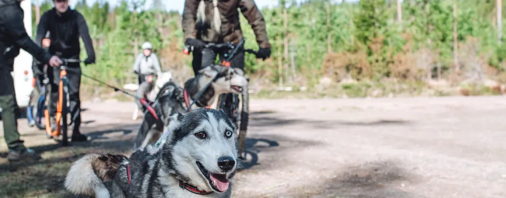 Dog scootering - a adventure awaits!