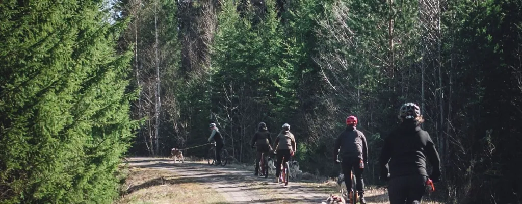 Dog scootering - a adventure awaits!