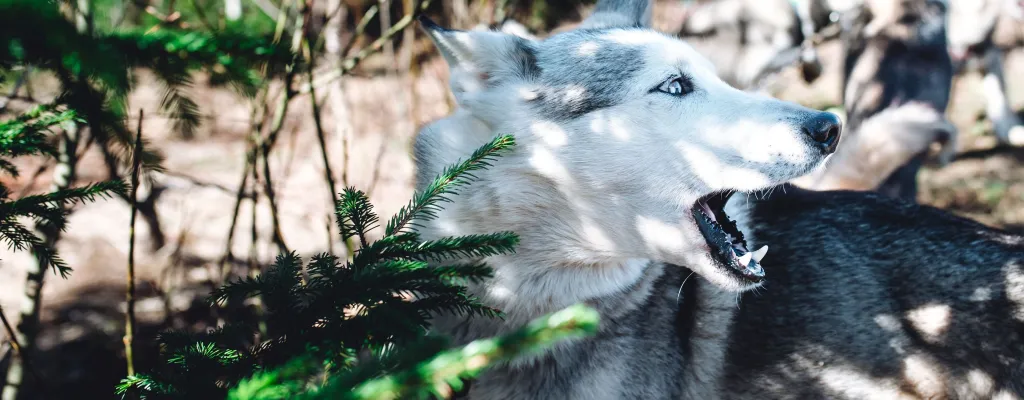 Dog scootering - a adventure awaits!