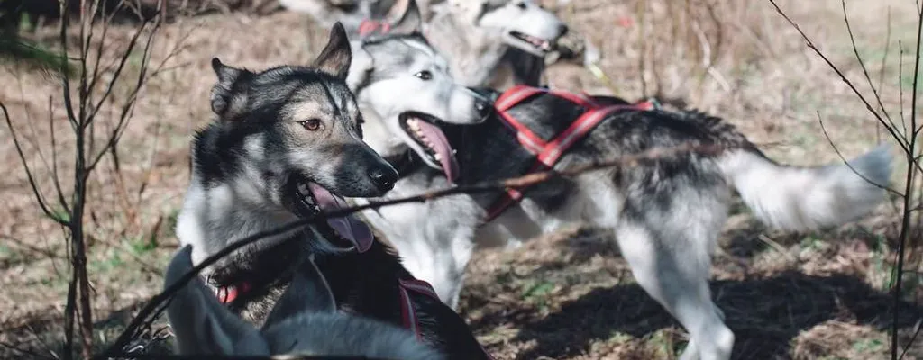 Dog scootering - a adventure awaits!