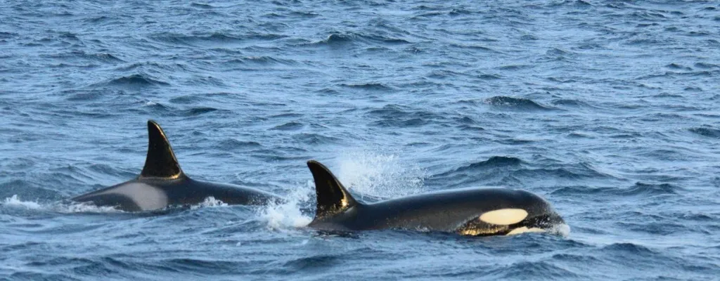 Visit the world of whales