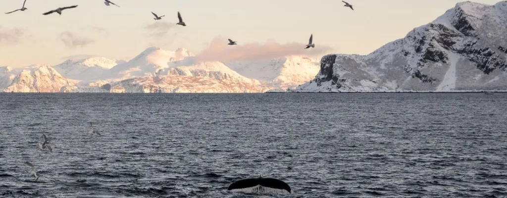 Visit the world of whales