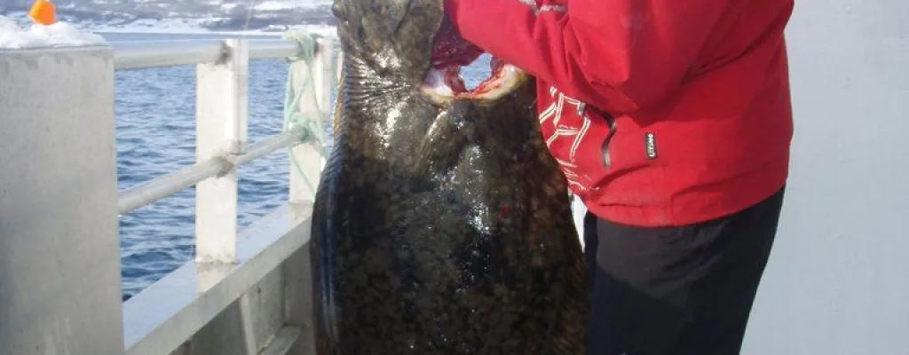 "Arctic - 3 Hours Fishing tour" by Boat in Tromsø