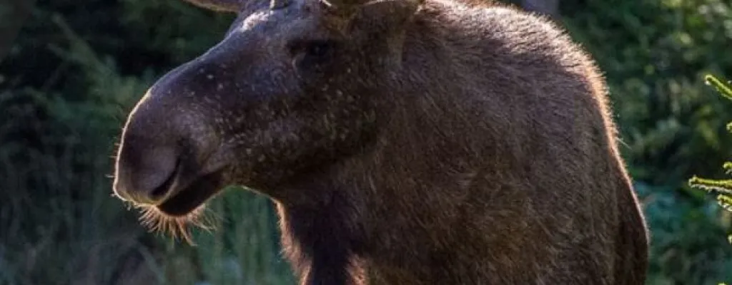 Meet the king of the forest in Glasriket's elk park