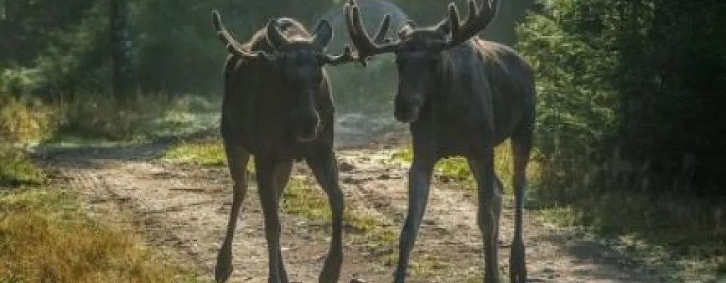 Meet the king of the forest in Glasriket's elk park