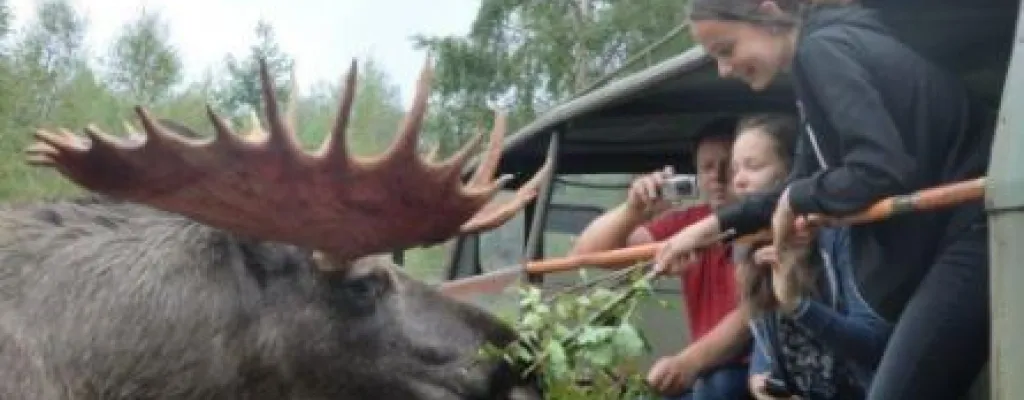 Meet the king of the forest in Glasriket's elk park
