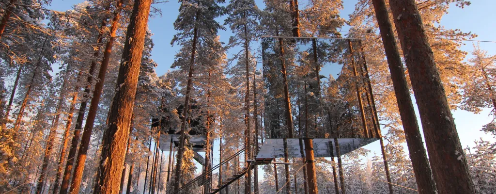 Stay in the treetops