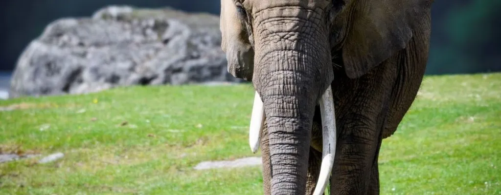 Borås Zoo