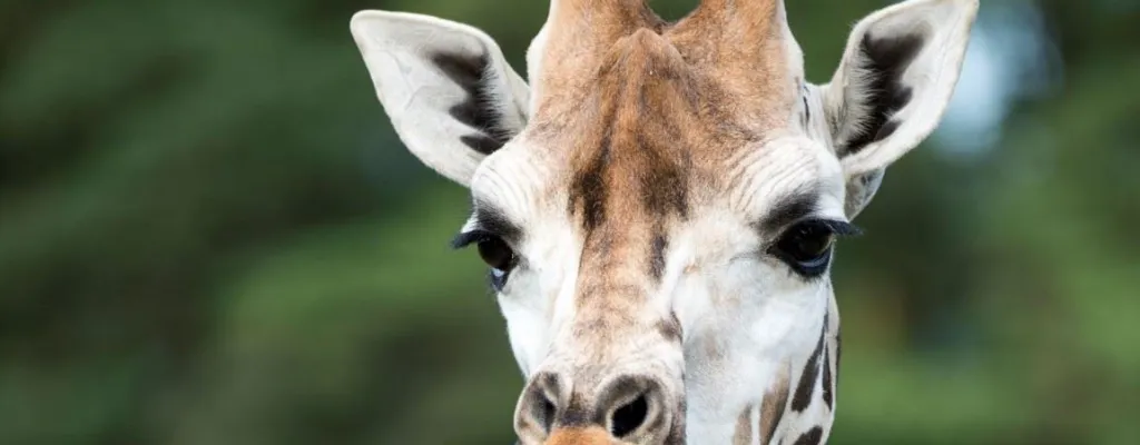 Borås Zoo