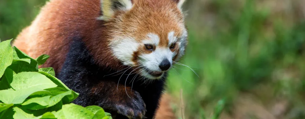 Borås Zoo